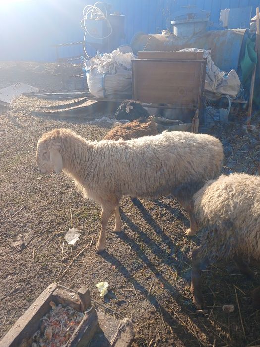 Тоқты сатылады семіз