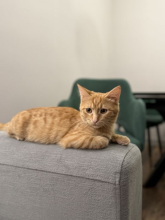 Отдам кошечку в добрые руки г.Актобе