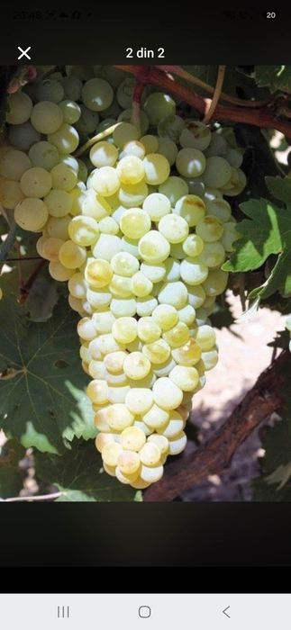 Struguri de vin cu transport la domiciliu