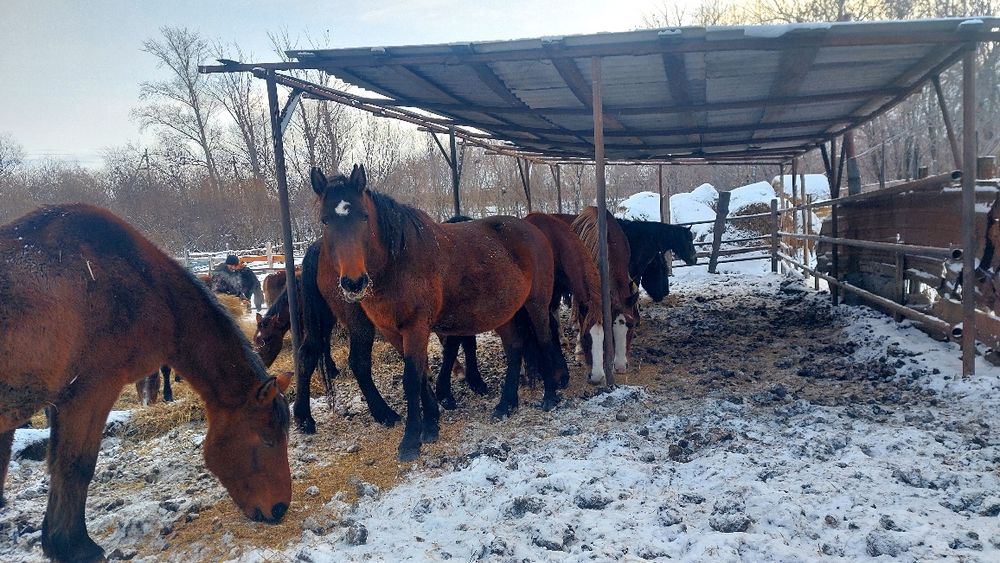 Продам жерёбых кобыл