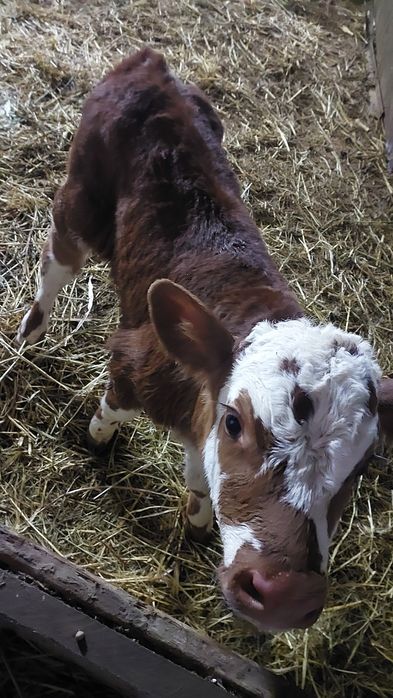 Продам телят 2 тёлочки