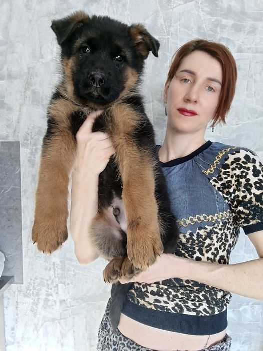 Щенки немецкой овчарки