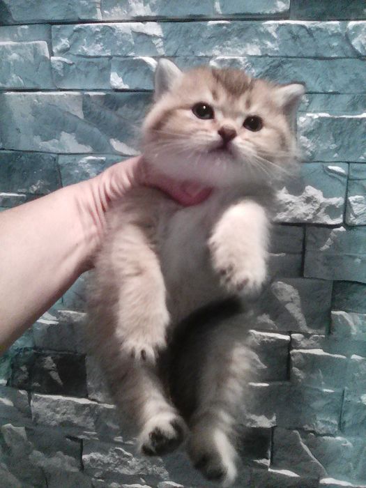 Продается котёнок