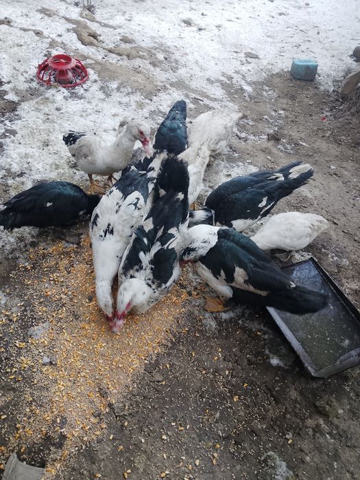 Индаутка сатылады