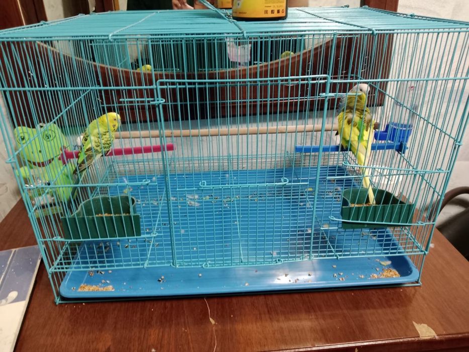 Продам попугаев с клеткой