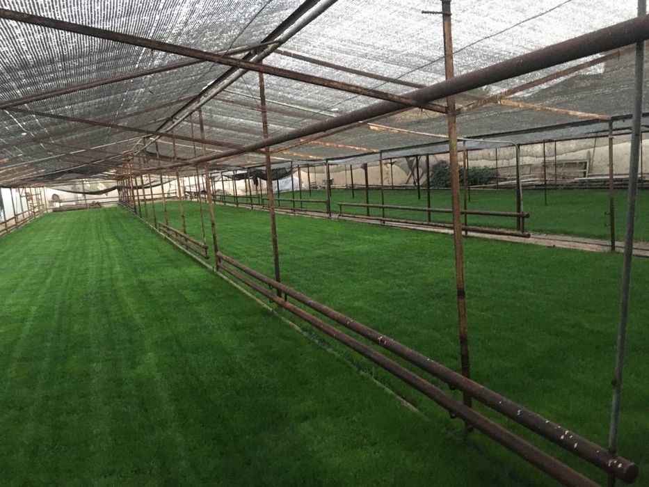 Gazon Chim Seed Газон