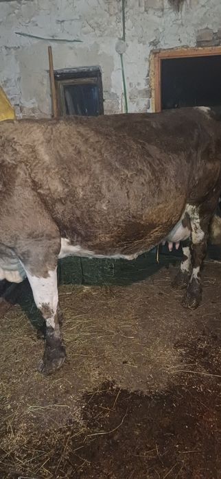 Vand vaca gestanta cu lapte