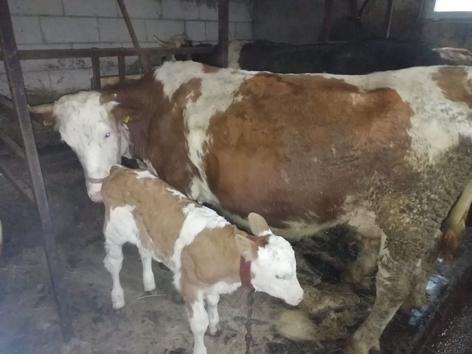 Vaca cu vițel bălțată de vanzare
