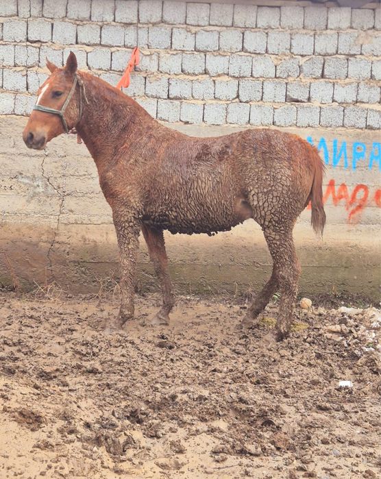 Дончак тай сатылады