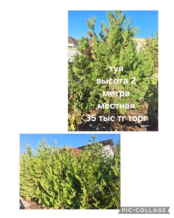 Туя вечно зелёное хвойные дерево