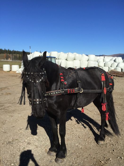 Ham si sa western de  vanzare