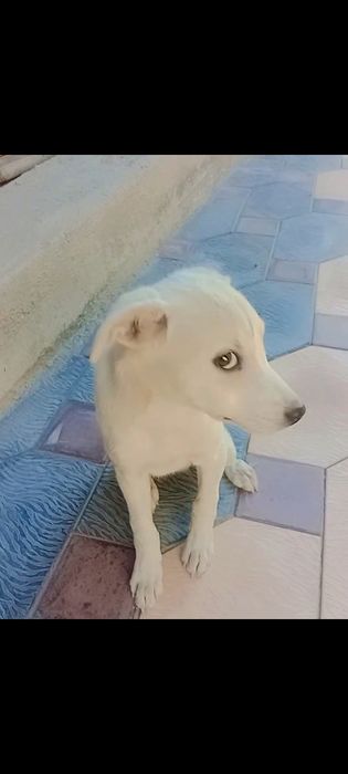 ,,Белый щеночек, ждёт семью