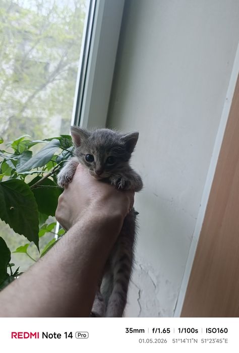 Отдам котят один мальчик 2девочки