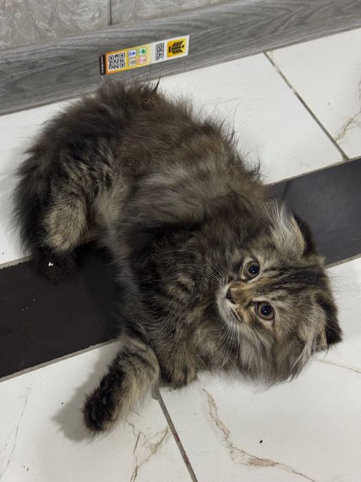 Продаётся котёнок