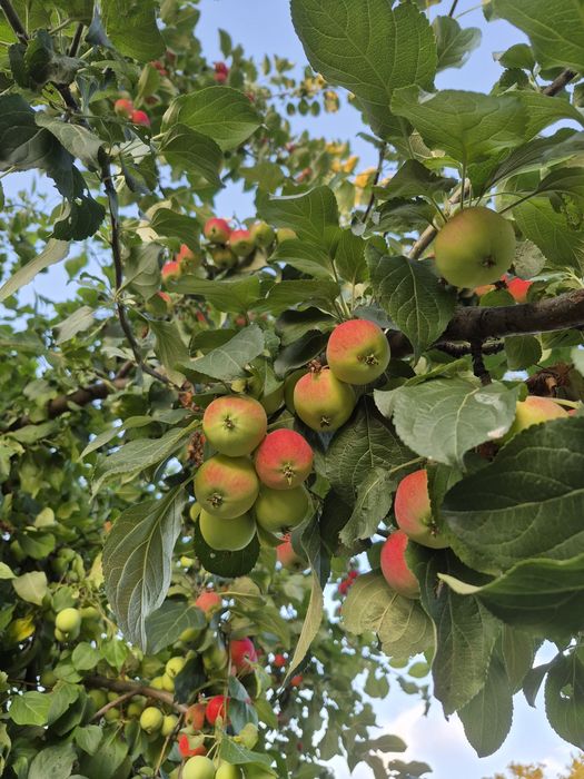 Дача на Фёдоровке