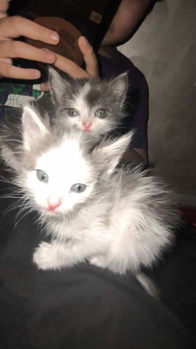 Раздаём двух котят безплатно