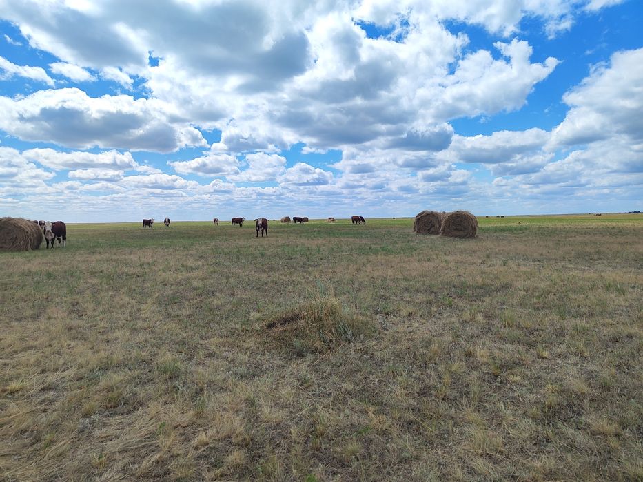 Сено в рулонах  с доставкой