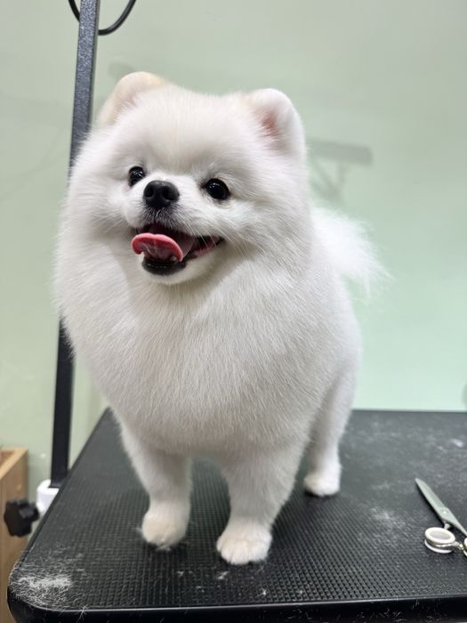 Груминг салон бурундай