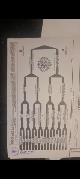 Femela asia centrala 1.2 ani