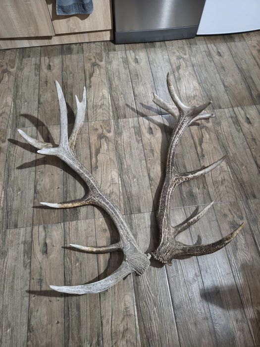 Рога от елен ...