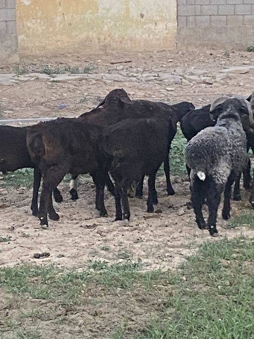 Еркек екы қозы сатылады