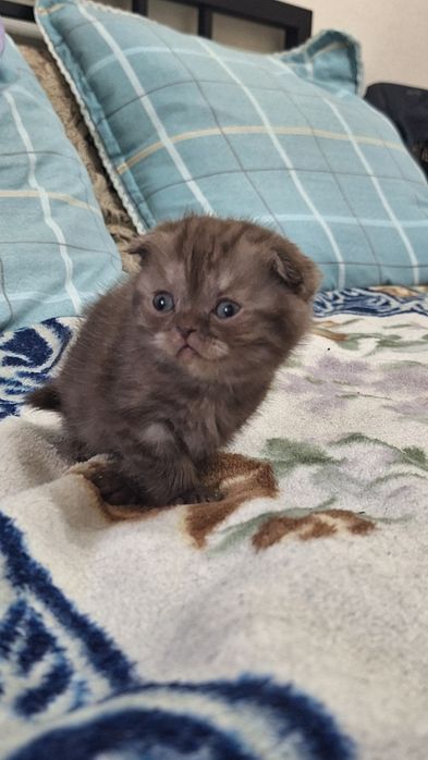Шоколадный шотландский котенок
