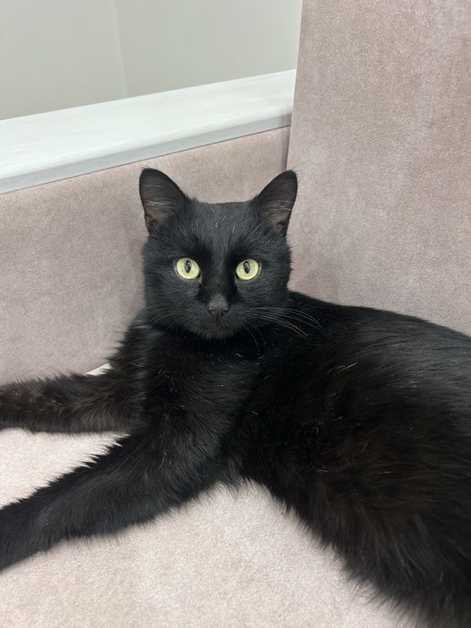 Кот кот котик котик котик