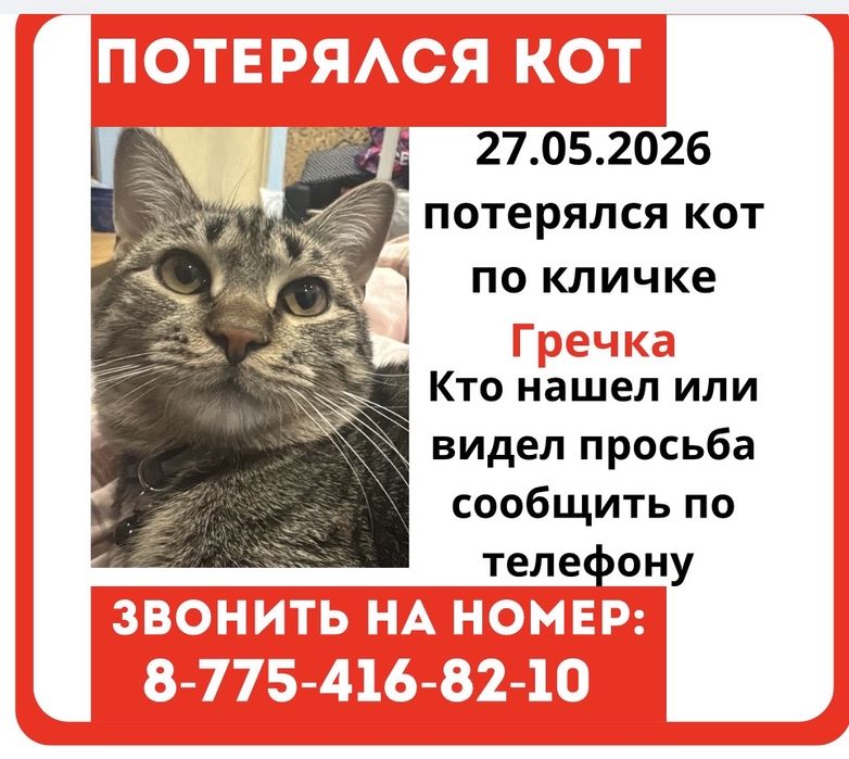 Потерялся котик. Помогите найти