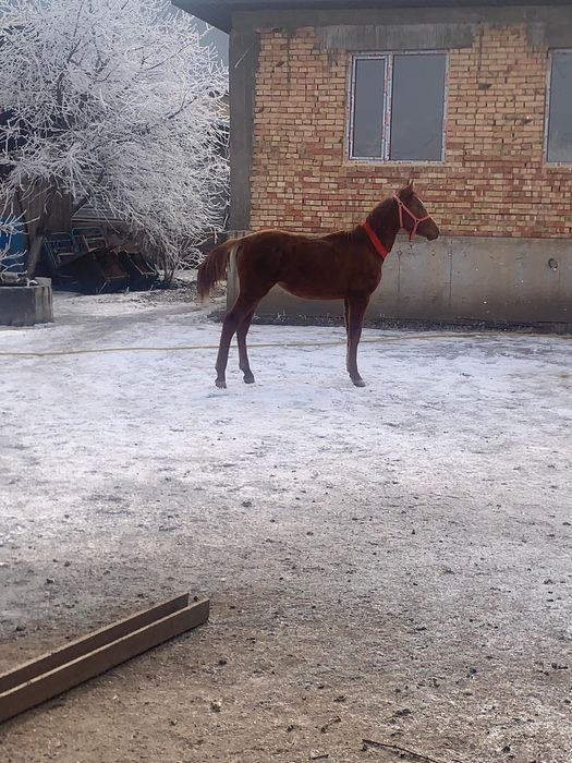 жабагы тай сатылады