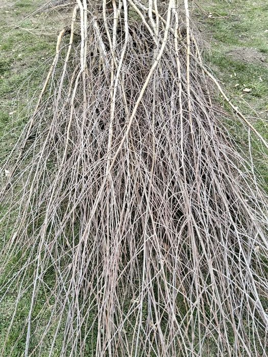 Avem oferită la puieți tratați salcâm mesteacăn brad molid pin Tei fag