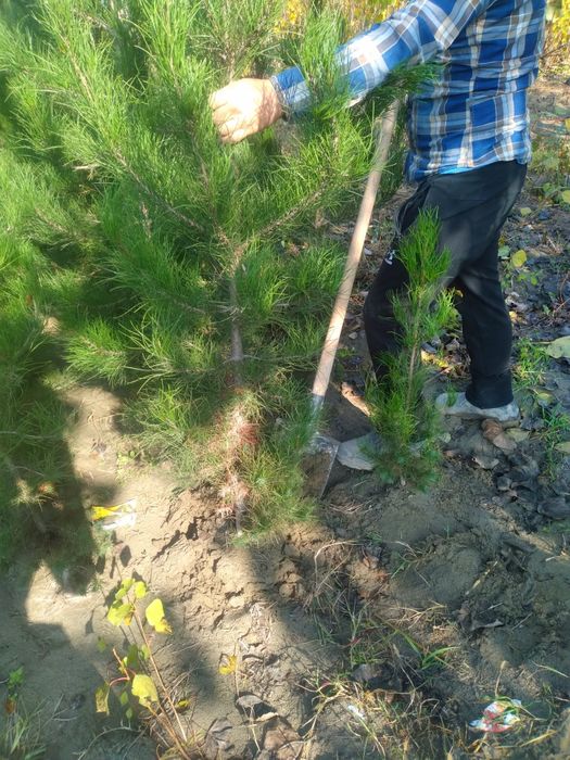 Сасна 0.5 метрдан 4 метргача