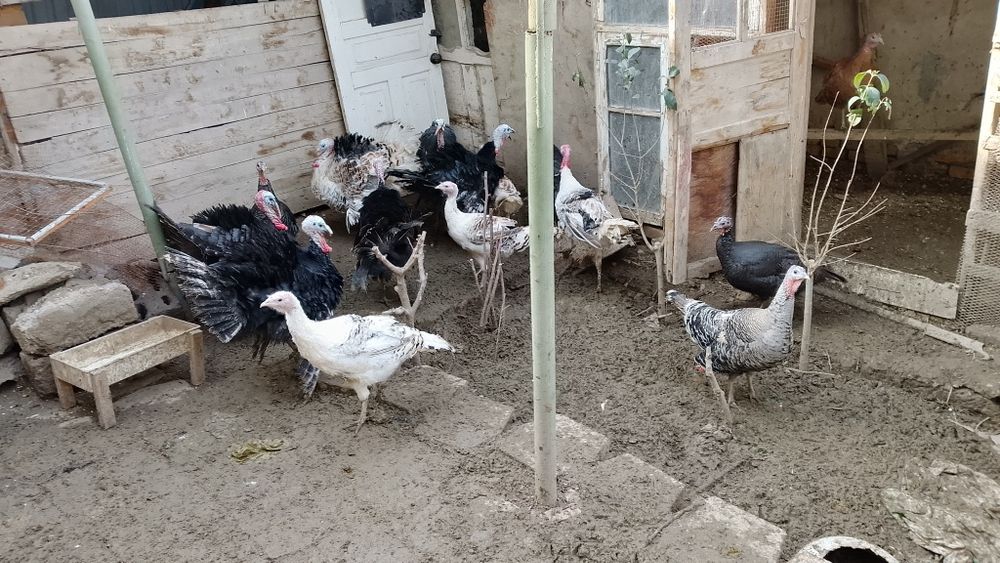 Kurkalar xruz mokiyon bor