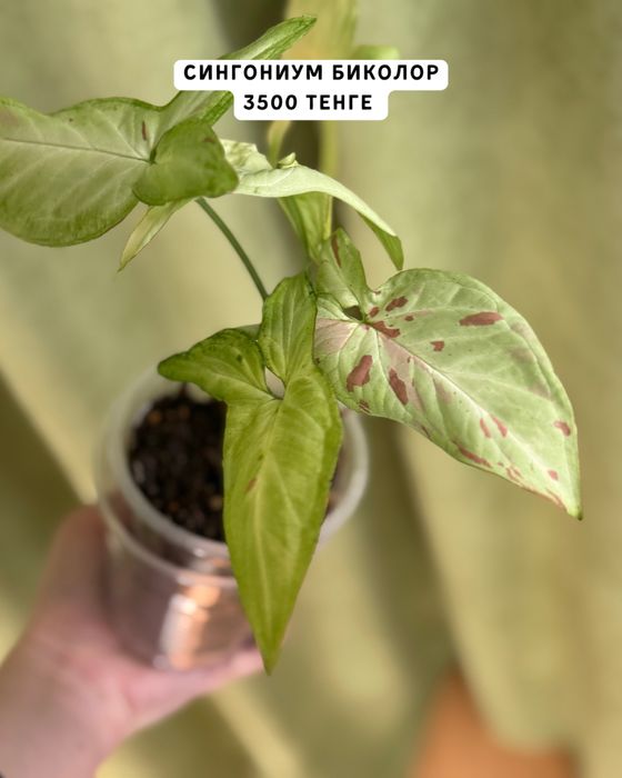 Комнатные растения