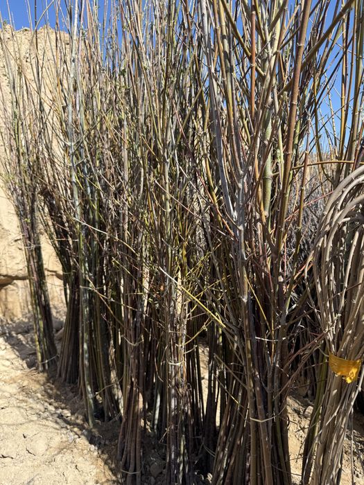 Mevaliy va dekarativniy kochatlar  6 000 so’m  kamida 100 ta olganga