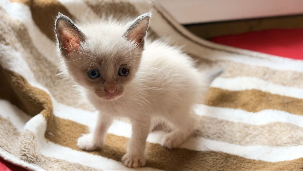 Котята ищут своего человека