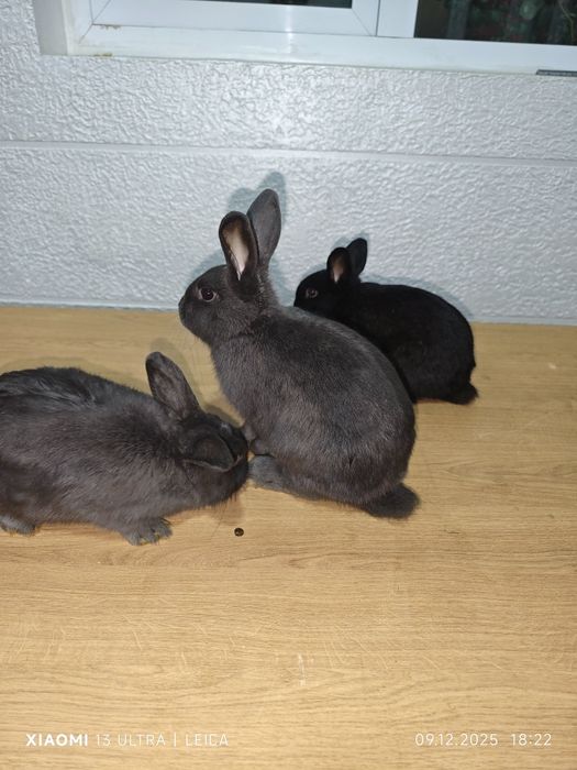 Кролики декоративные карликовые