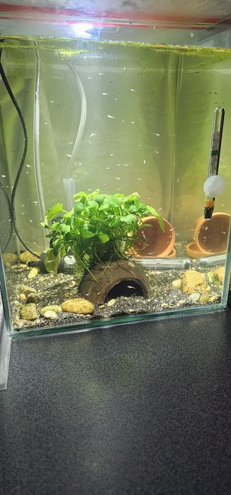 Diferiti pești (scalari, guppy, zebrute molly,sanitari etc)