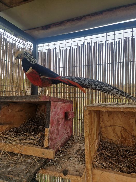 Pereche fazani de rasa