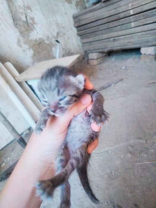 Сүйкімді мысықтар тегін