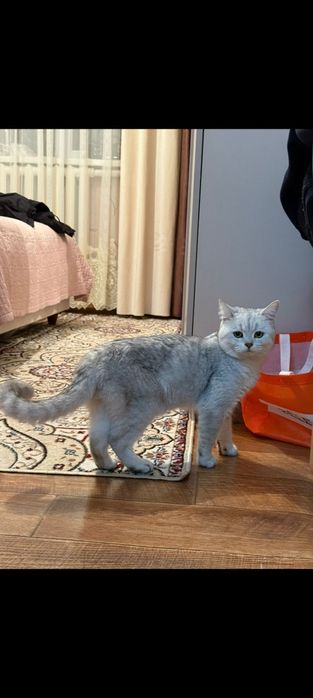 Мысық сатам ерке әдеми мысық мурка