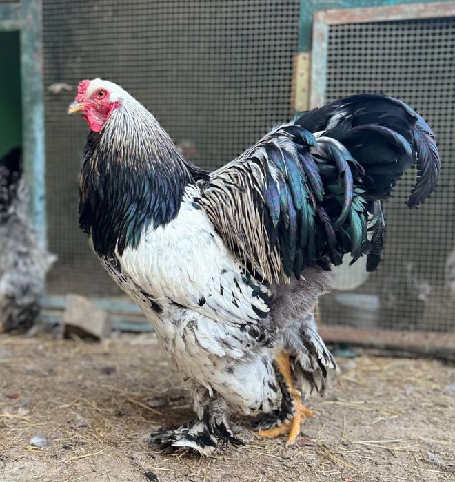 Brama tuxumlari sotiladi Toshkent Uchtepada