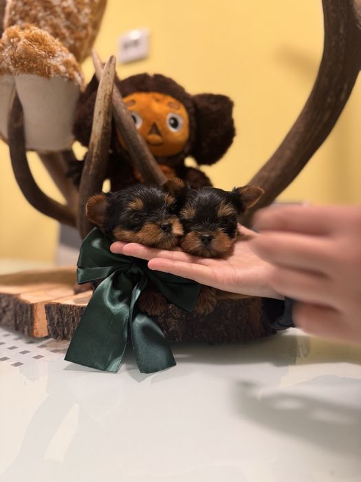 Йоркширски териер мини