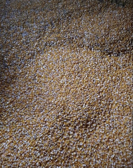 Graunte uscate - semisticlos