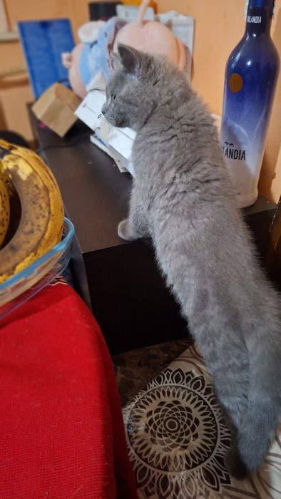 Страхотен британец