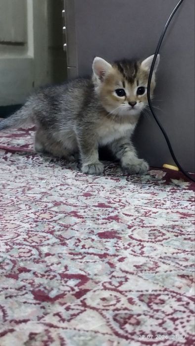 N11 Mushuk bollari sotiladi