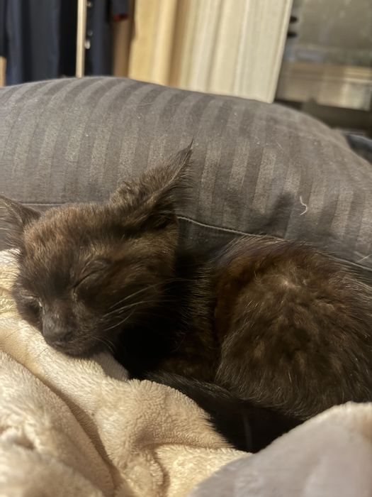 СРОЧНО Отдам котенка в надежные руки