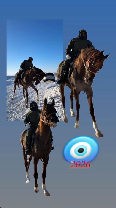 Продам англа араб