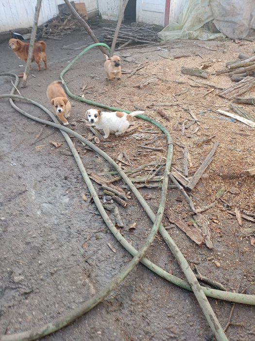 Donez căței pechinezi