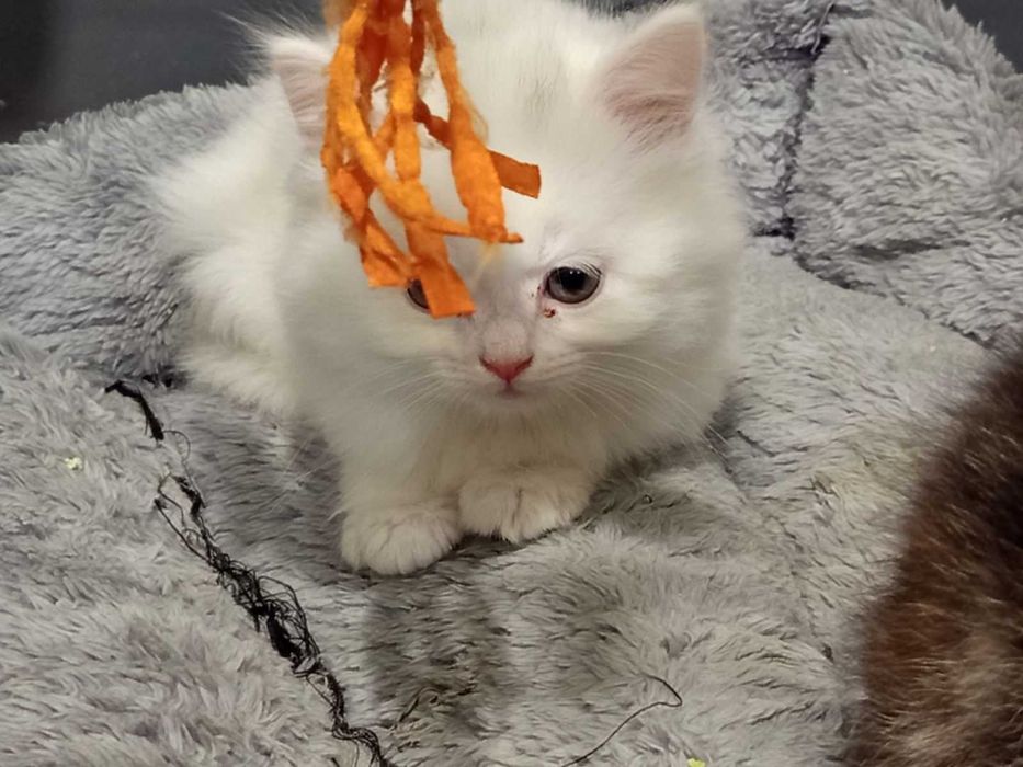 Полуперсийски котенца
