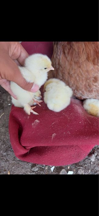 Квочка с цыплятами